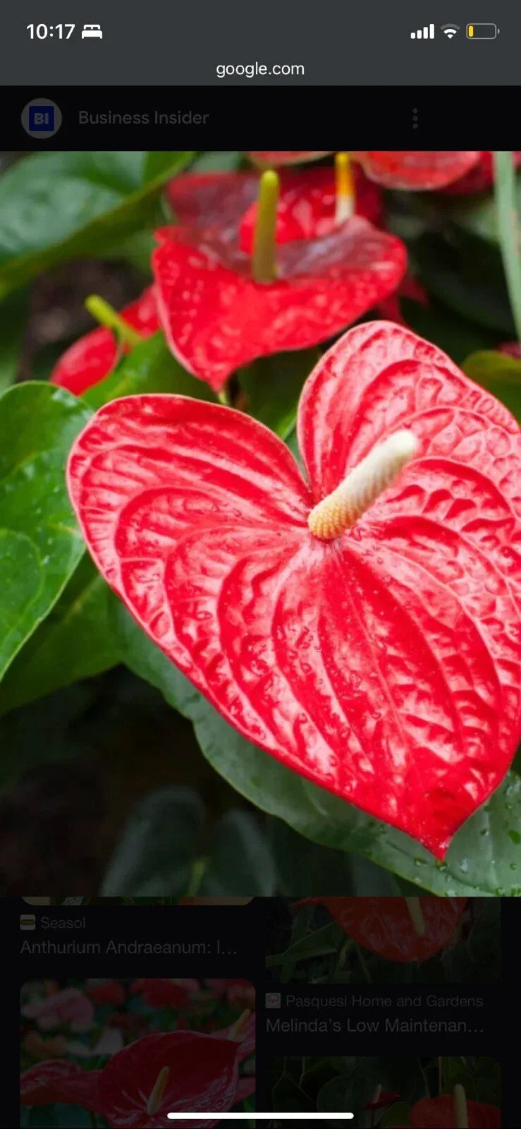Anthurium Plant 3 Inch Red Heart Tropical Houseplant Anthurium andraeanum Indoor Decor Pet-Friendly Low Maintenance