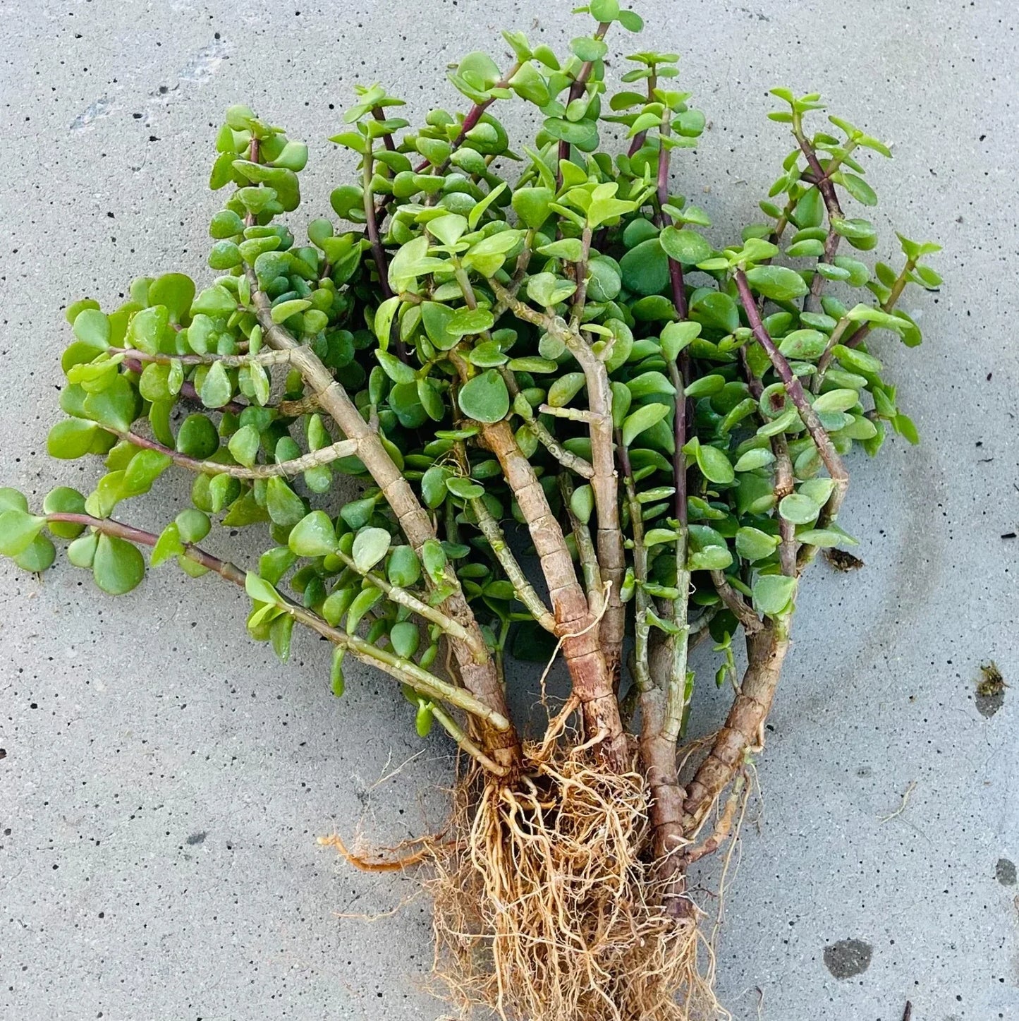 12 Lot Good Luck Jade Tree Bonsai Succulent Plants - Portulacaria Afra - Rooted Elephant Bush for Indoor Garden Decor