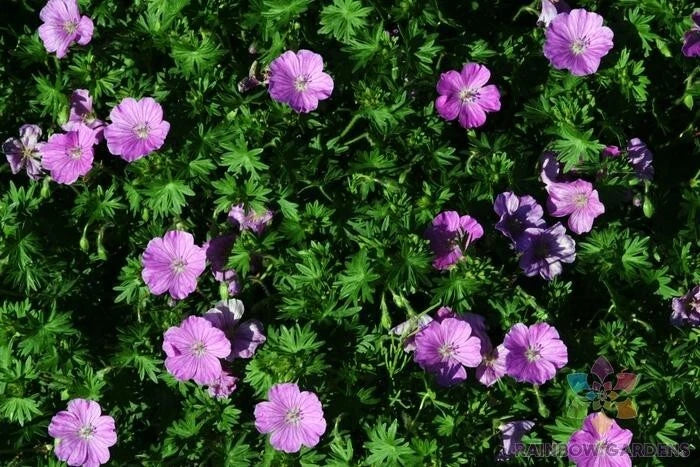 Glenluce Geranium Seeds - 25+ Pack - Pelargonium x hortorum - Non-GMO for Garden Planting - USA Sourced