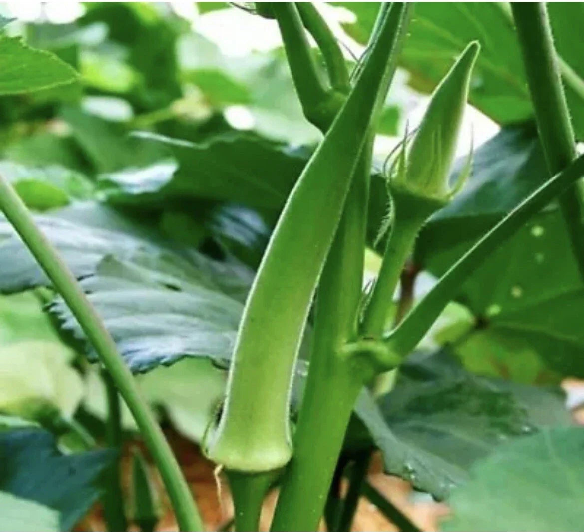 Clemson Spineless Okra Seeds - 25 Organic Non-GMO Vegetable Seeds - Abelmoschus esculentus - Full Sun Garden Plant