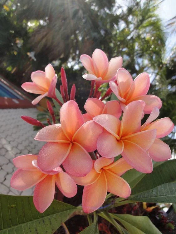 Light Pink Orange Plumeria Seeds - 5 Pack - Fragrant Tropical Flower - Plumeria rubra - US Seller
