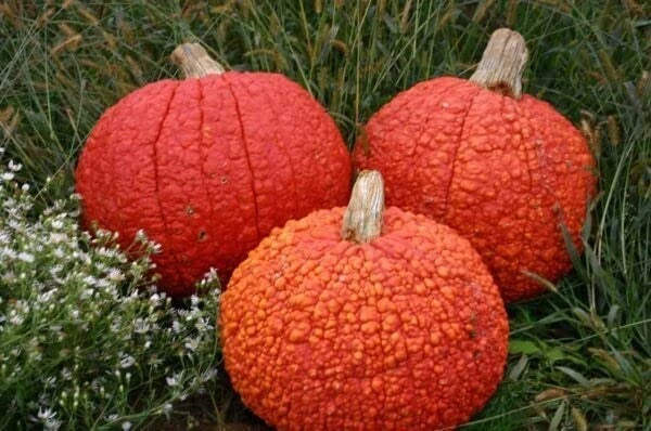 Red Warty Thing Pumpkin Seeds - 10 Pack for Planting - Unique Bumpy Skin Cucurbita maxima - Ideal for Fall Decorations
