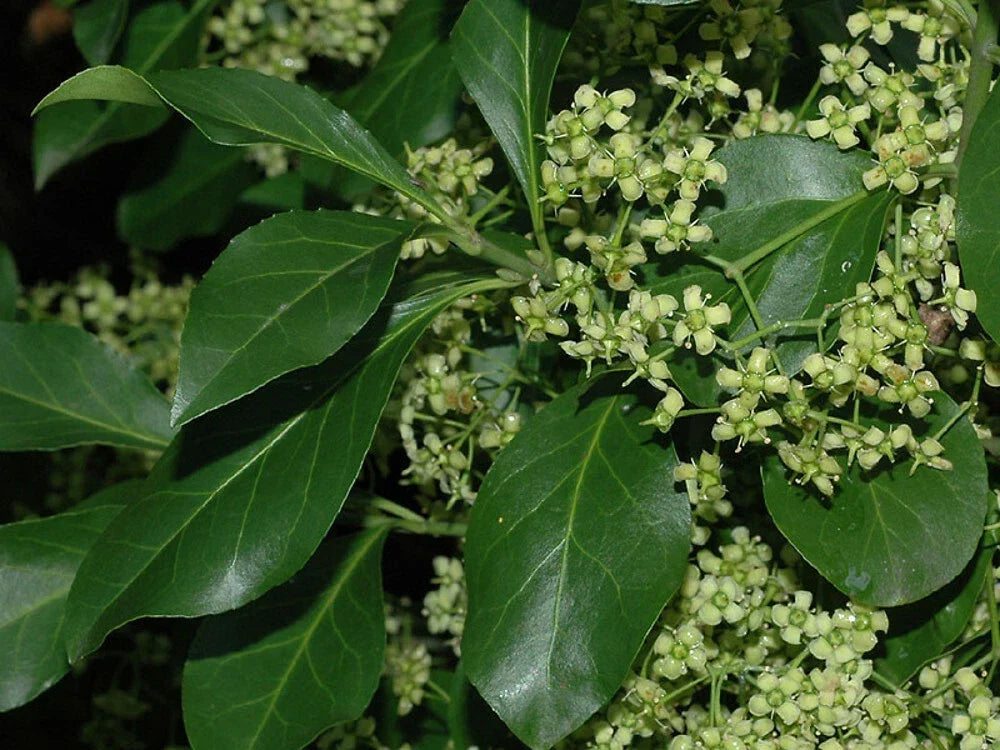 Wintercreeper Cuttings Set of 12 - Unrooted Ground Cover & Vine - Euonymus fortunei - Easy to Root Perennial