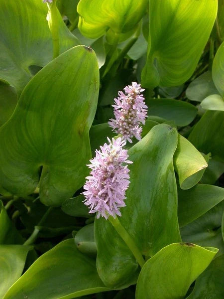 PINK Pickerel Rush Plant 6-8" Aquatic Perennial with Purple Blooms - Pontederia cordata for Water Gardens and Ponds