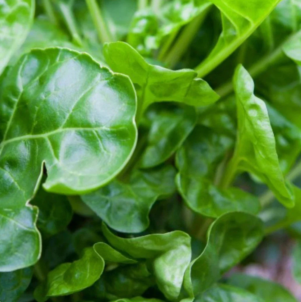 Perpetual Swiss Chard Seeds - NON-GMO Salad Greens - Beta vulgaris subsp. cicla - 200 Seeds for Continuous Harvest