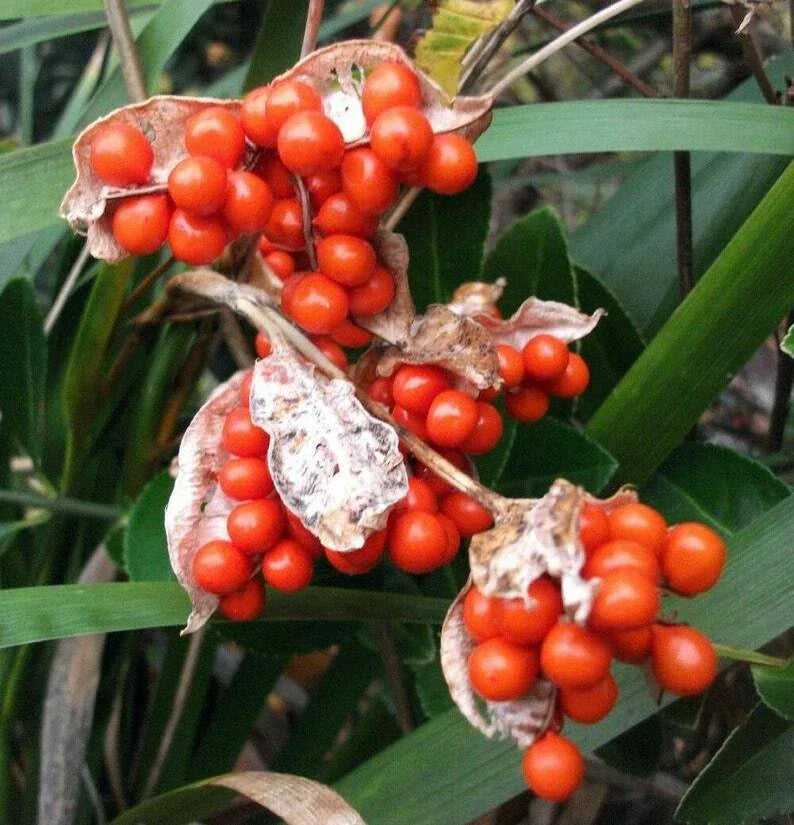 Iris foetidissima Citrina Bareroot Plant - Yellow Variegated Leaves - Hardy Perennial Garden Flower - Sweet Iris