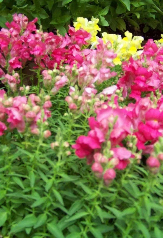 Snapdragon Seeds - 5000 Count - Northern Lights Mix - Antirrhinum majus - Colorful Flower Garden Seeds for Pollinators