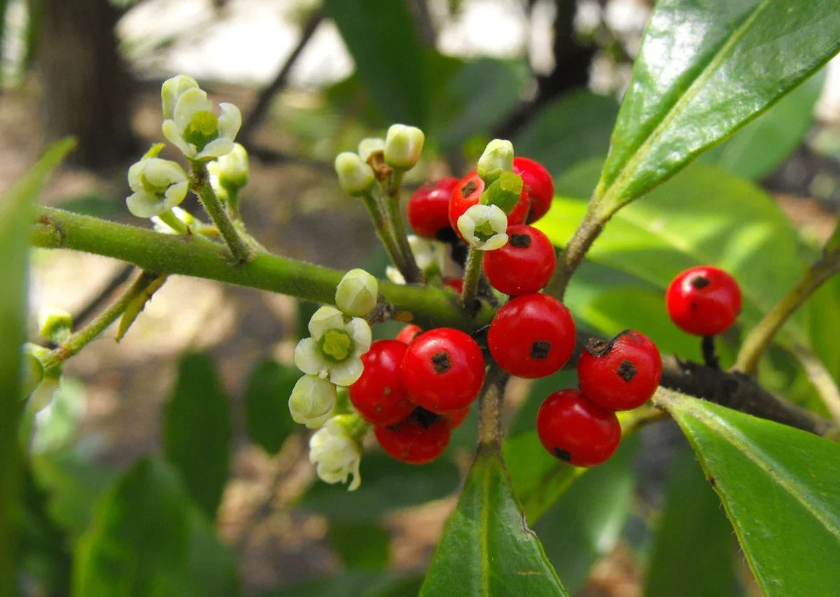 Live Yerba Mate Plant Starter - 5" Rooted Herbal Tree - Ilex paraguariensis - Rare Indoor Plant for Herbal Tea Enthusiasts