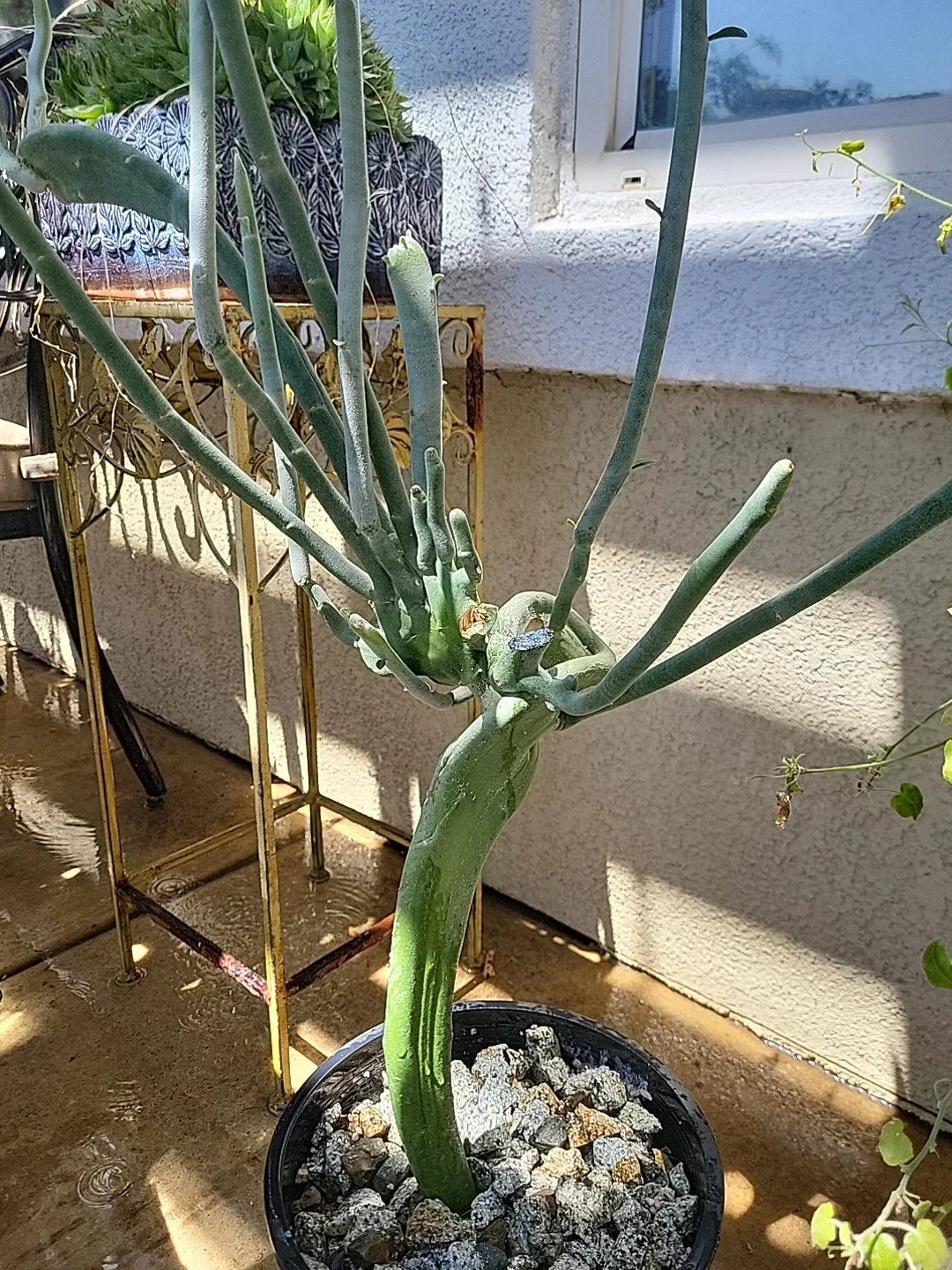 Euphorbia Tirucalli Monstrous Cutting | Unique Cactus Fresh Cutting for Indoor Gardens | Low Maintenance Succulent Plant