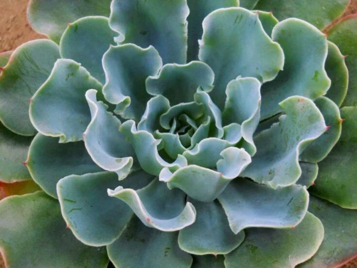Echeveria "Blue Frills" 4" Potted Plant - Ruffled Leaves Succulent - Echeveria 'Blue Frills' - Indoor/Outdoor Decor