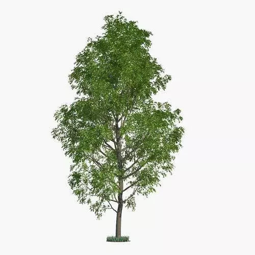 Hybrid Poplar Trees 2 Pack - Fast Growing Privacy Shade - Populus deltoides x Populus nigra - Ideal for Landscaping