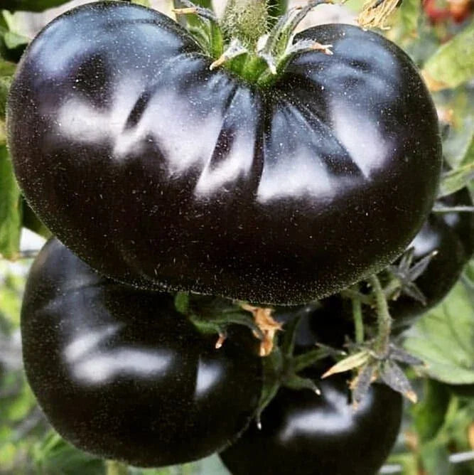 Organic Heirloom Tomato Seeds - Black Sea Man - 10+ Seeds (Solanum lycopersicum) - Rare Variety for Home Gardens