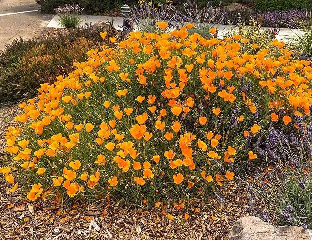 California Poppy Seeds - 5000 Bulk Orange Wildflower, Drought Tolerant Native Plant, Eschscholzia californica