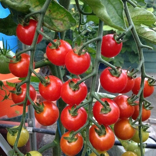 Supersweet 100 Tomato Seeds | Packet of 25 | F1 Hybrid | Non-GMO | Sweet Flavor | Solanum lycopersicum 'Supersweet 100'