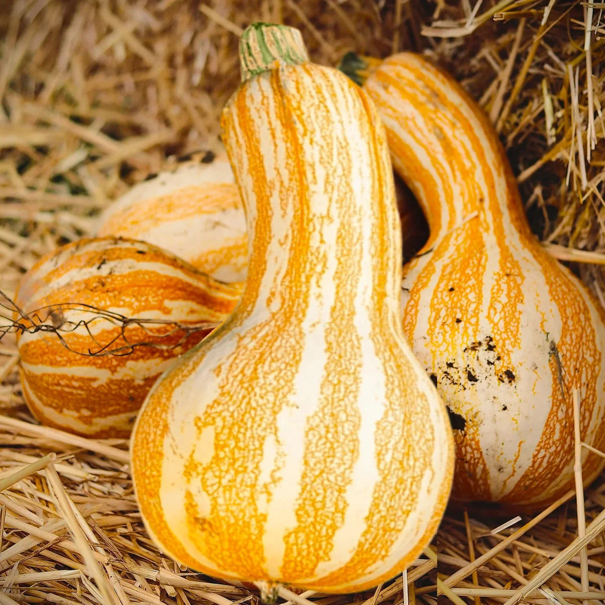 Cushaw Pumpkin Seeds - 20 Seeds - Orange Striped Variety - Cucurbita mixta - Non-GMO - Ideal for 2025 Planting