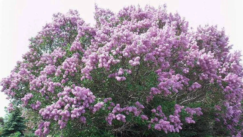 Bare Root Lilac Bush 20" Purple Syringa vulgaris - Fragrant Blooms for Hedges & Borders, Easy to Grow, Planting Instructions Included