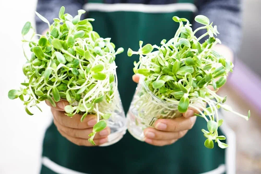 Sunflower Sprouts Seeds 200 Non-GMO Helianthus annuus Nutritious Delicious Easy Grow Indoor Outdoor Gardening