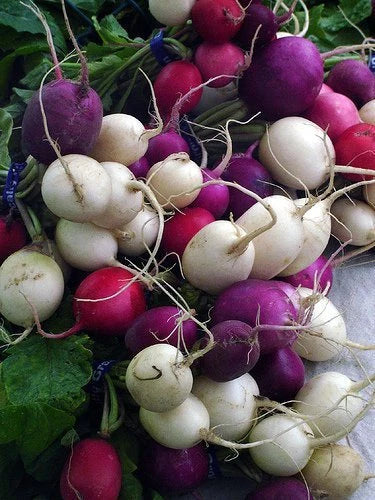 Jelly Bean Radish Seeds - 200 Count Non-GMO Vegetable Seeds for Home Garden - Raphanus sativus