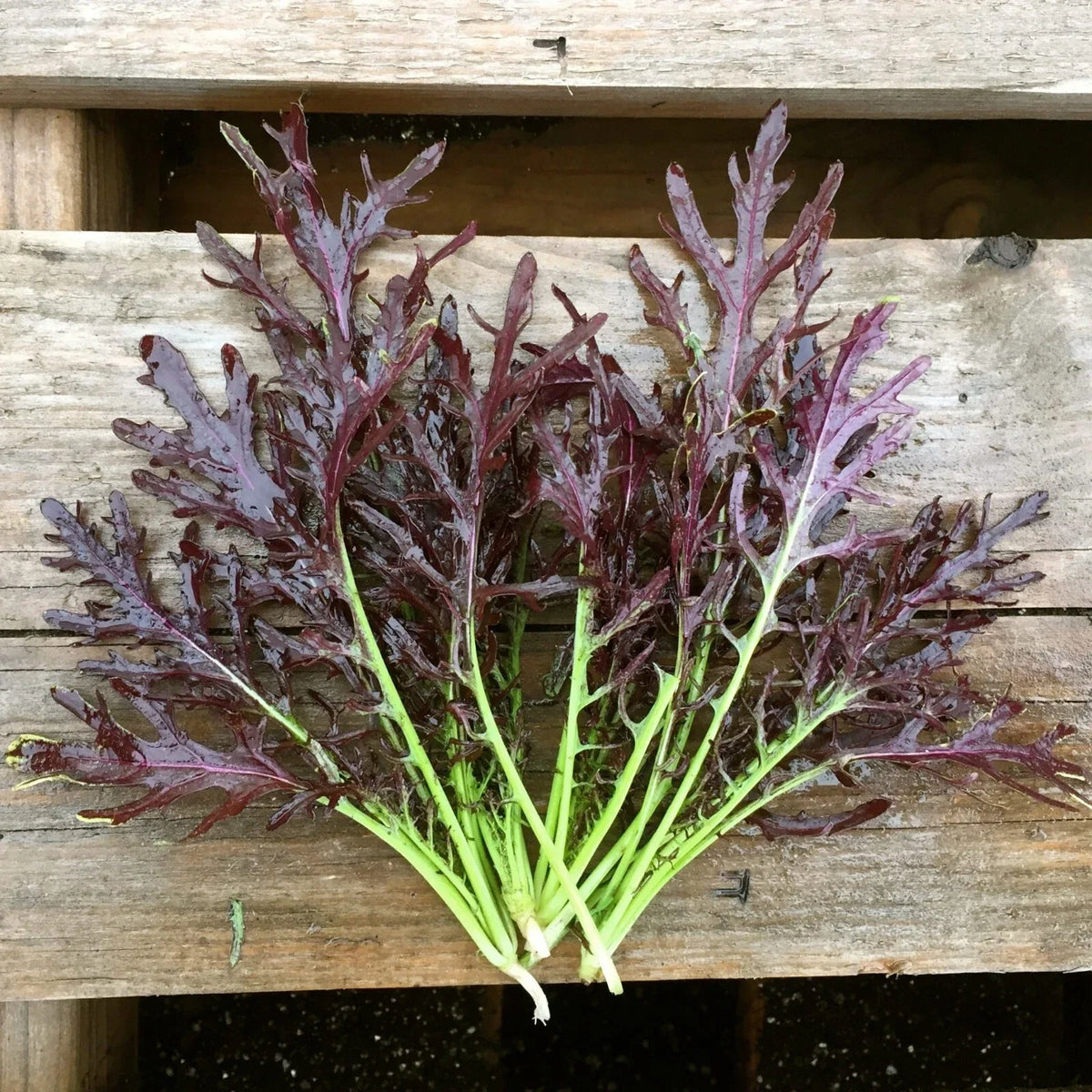 Mizuna Red Streaks Mustard Seeds, Organic NON-GMO, Brassica rapa var. nipposinica, Ideal for Gardening and Salads