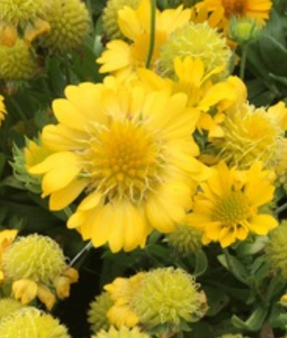 Yellow Indian Blanket Seeds - 50+ Gaillardia Aristata - Blanket Flower Seeds for Planting - Attracts Pollinators, Drought-Tolerant