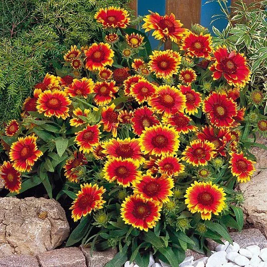 Gaillardia Goblin Seeds - Colorful Blanket Flower - Heat Tolerant Perennial (Gaillardia spp.) - Easy to Grow, Attracts Pollinators
