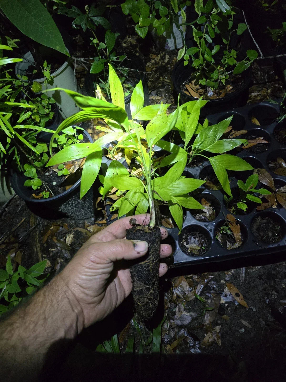 Bamboo Palm Seedling | Chamaedorea seifrizii | Lush Green Foliage | Exotic Indoor Houseplant | Easy Care