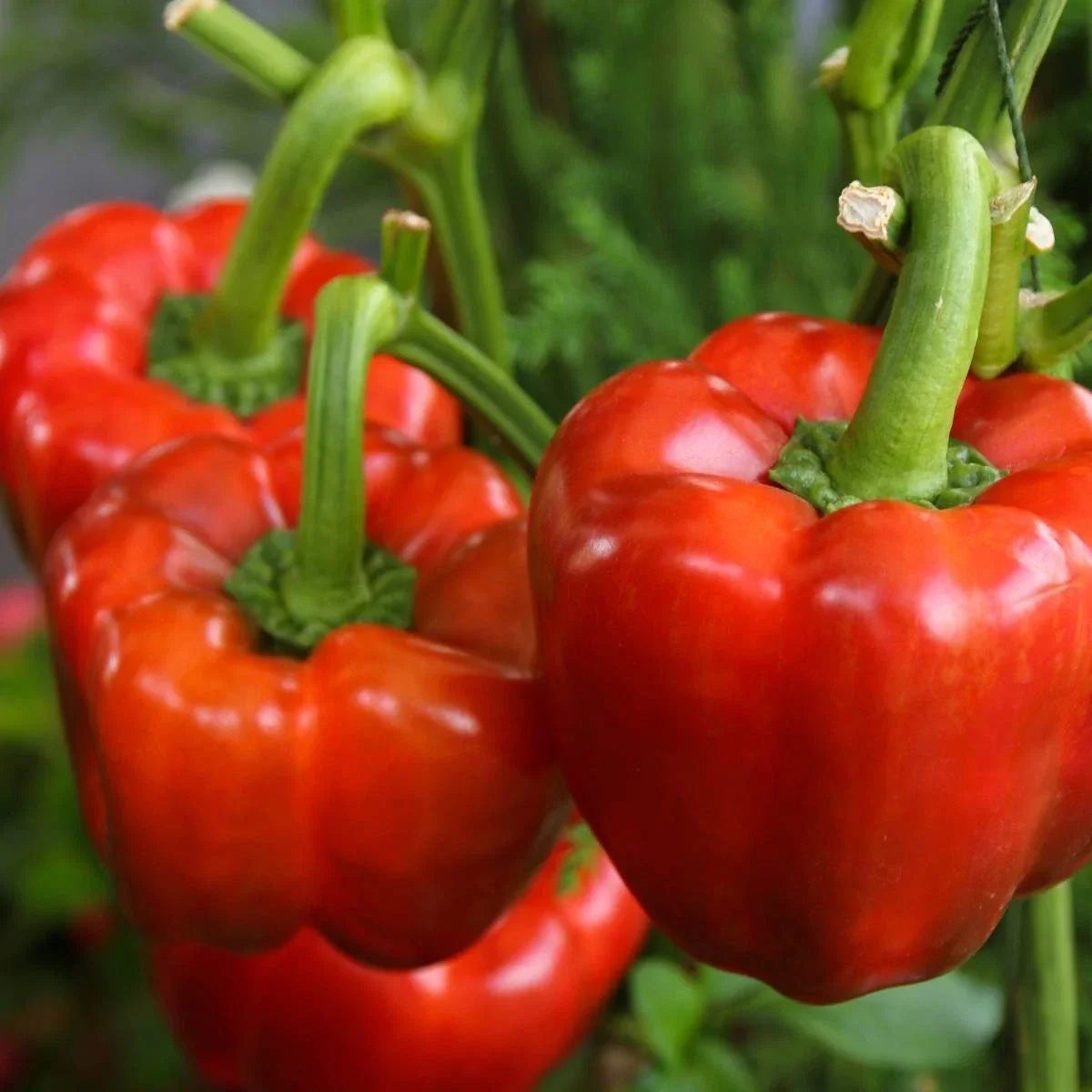 Yolo Wonder Improved Bell Pepper Seeds - 100+ Non-GMO Seeds - Capsicum annuum - Sweet & Flavorful for Home Gardening