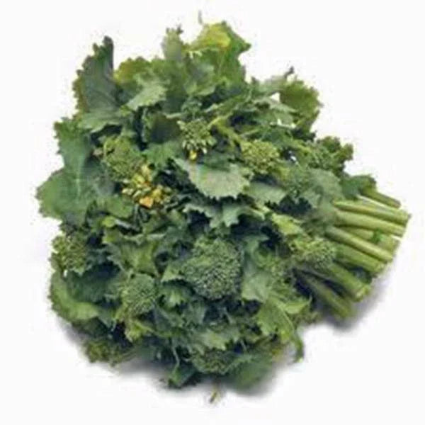 Broccoli Raab Seeds, 25+ Heirloom Seeds, Rapini Variety, Brassica rapa var. rapa - Nutritious Culinary Green