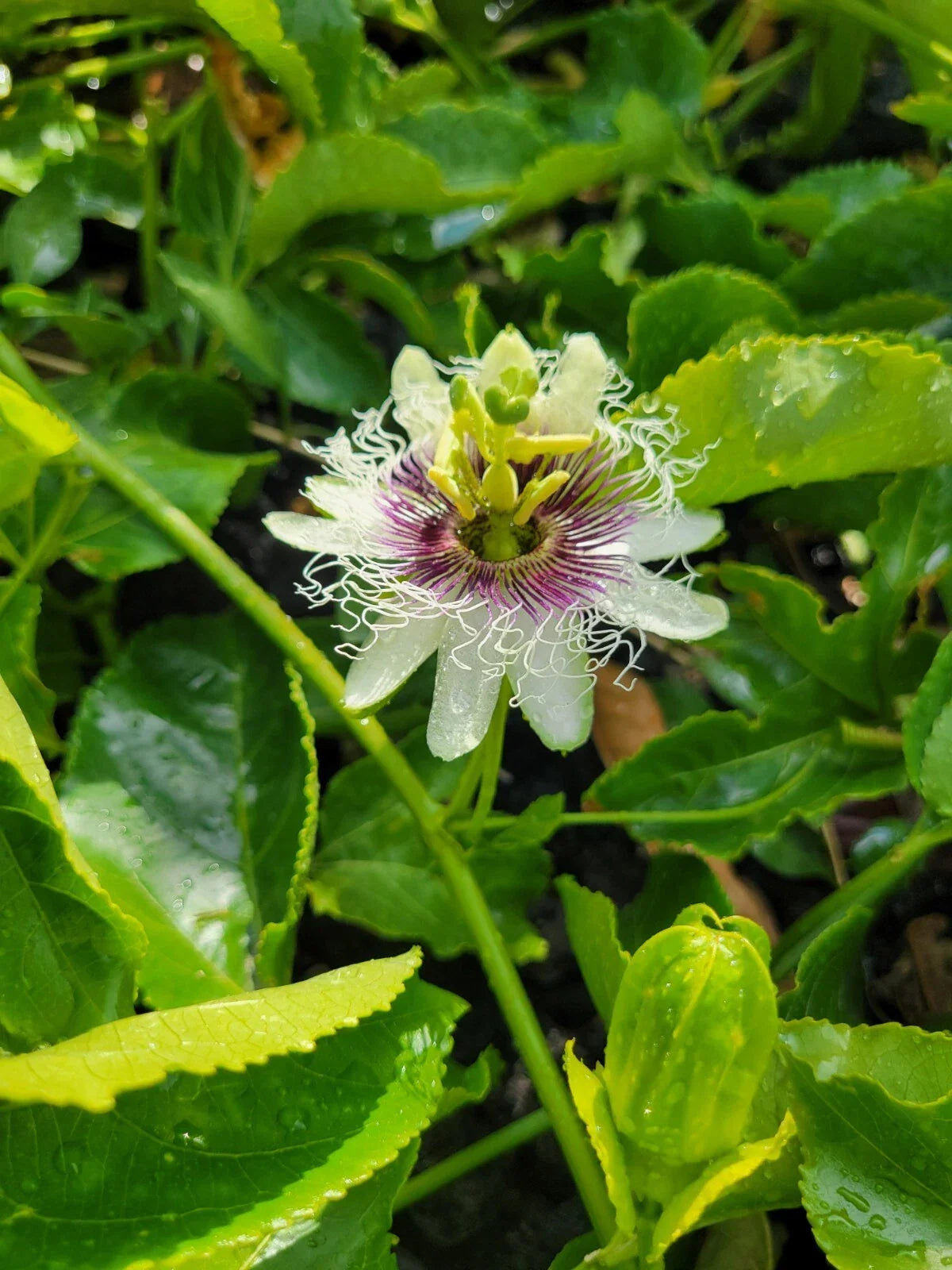 Passion Fruit Plant Cuttings 8-10" Fresh Vines No Root Passiflora Edulis - Ideal for Home Gardening & Container Planting