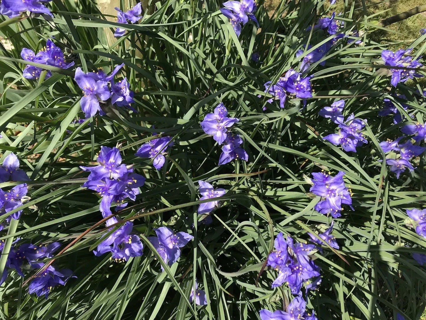 Spiderwort Rhizome Bulbs - 20 Purple Perennial Plants - Tradescantia pallida, Widow's Tear, Easy Care, Attracts Pollinators