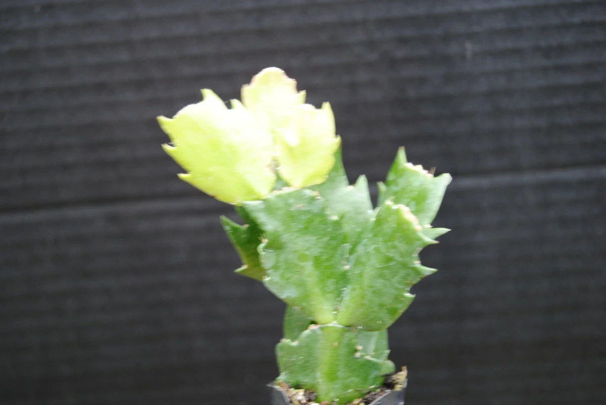 Christmas Cactus Plant - 4-inch Pot - U Pick Any Variety - Schlumbergera truncata - Easy Care Indoor Succulent for Holidays
