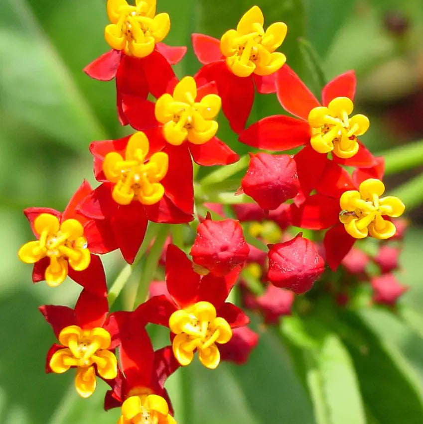 Tropical Bloodflower Milkweed Seeds - 100 Seeds - Asclepias curassavica - Attracts Monarch Butterflies, Pollinator Garden