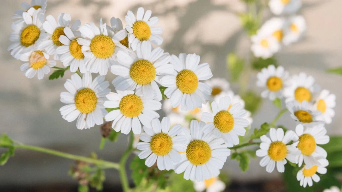 Chamomile Seeds 500 Count - Organic Matricaria chamomilla for Herbal Gardening, Floral Display, and Tea Making