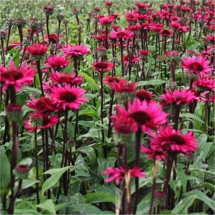 50 Coneflower Seeds - Fatal Attraction Echinacea Purpurea - Non-GMO Perennial Flower for Garden and Pollinators