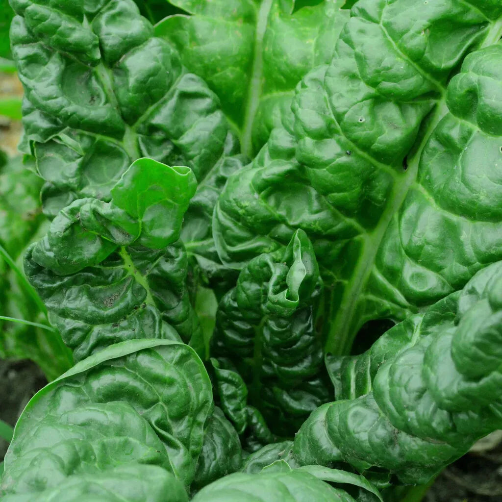 Perpetual Spinach Swiss Chard Seeds - NON-GMO Heirloom Variety - Beta vulgaris - Nutritious Salad Greens for Garden