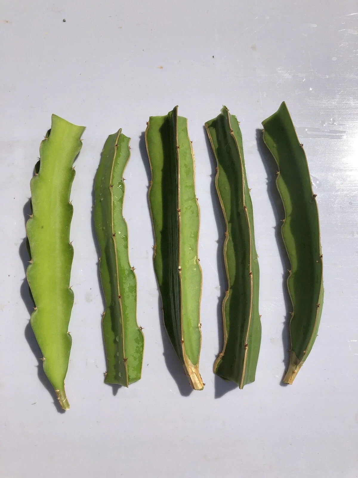 5pcs White Dragon Fruit Cuttings 6” Hylocereus undatus Ready to Plant - Fresh Pitaya Cactus for Home Gardening