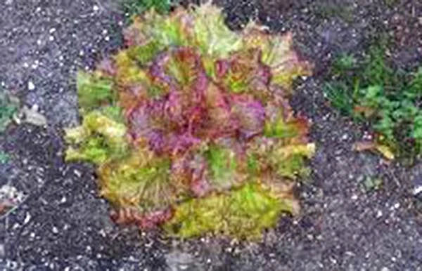 Lettuce Seeds 500 Count - Heirloom Prizehead Leaf Lettuce, Non-GMO, Organic Growing, Lactuca sativa for Home Gardens