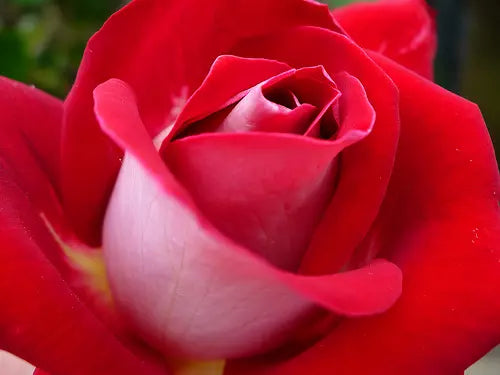 Rose Bareroot Plant - Fire N' Ice Hybrid Tea - Bi-Color Blooms - Rosa spp. - Low Maintenance, Full Sun, Attracts Pollinators