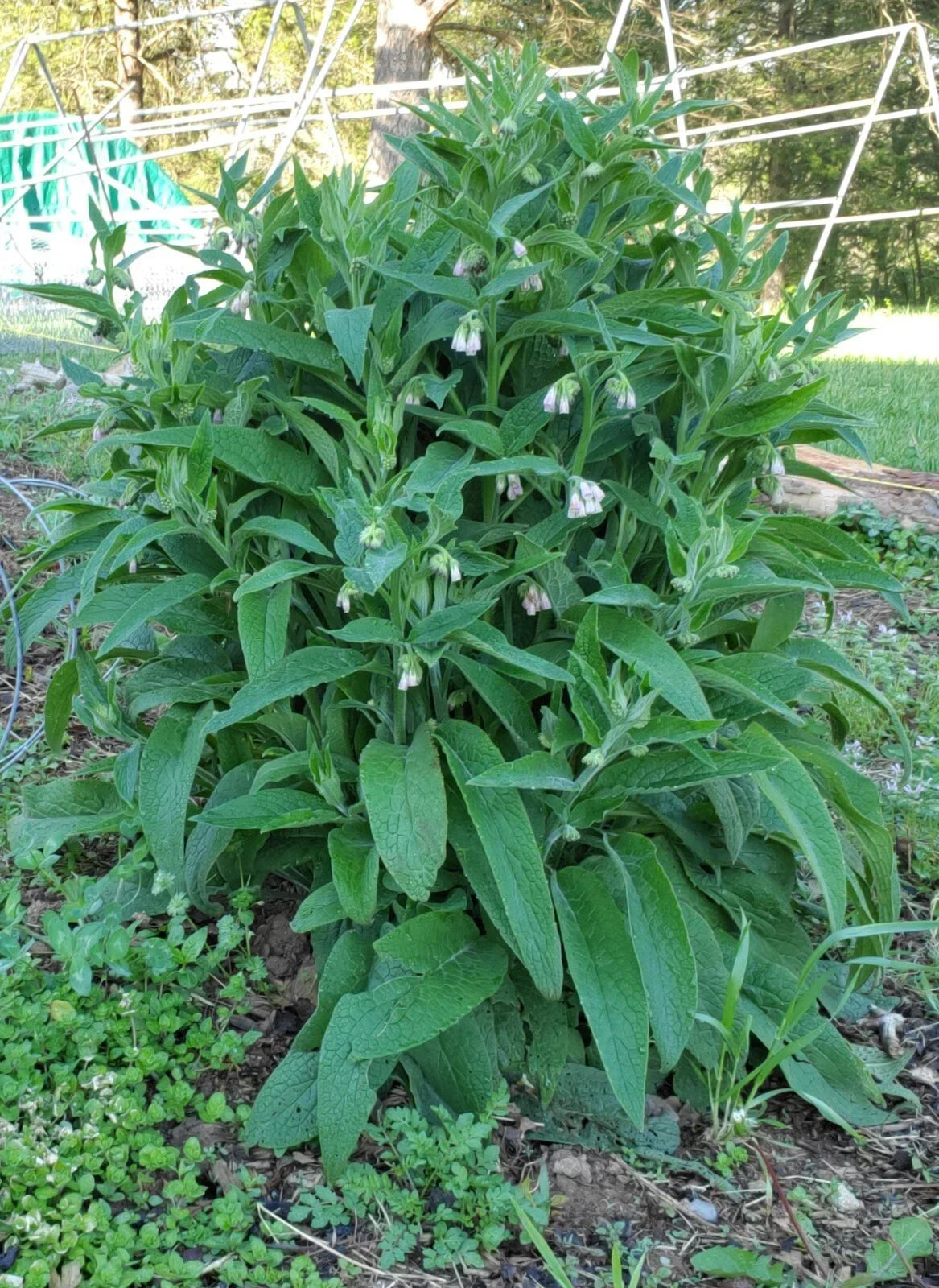 Bocking #4 Russian Comfrey Root Cuttings - Non-invasive Perennial Herb - Symphytum × uplandicum - Easy to Grow