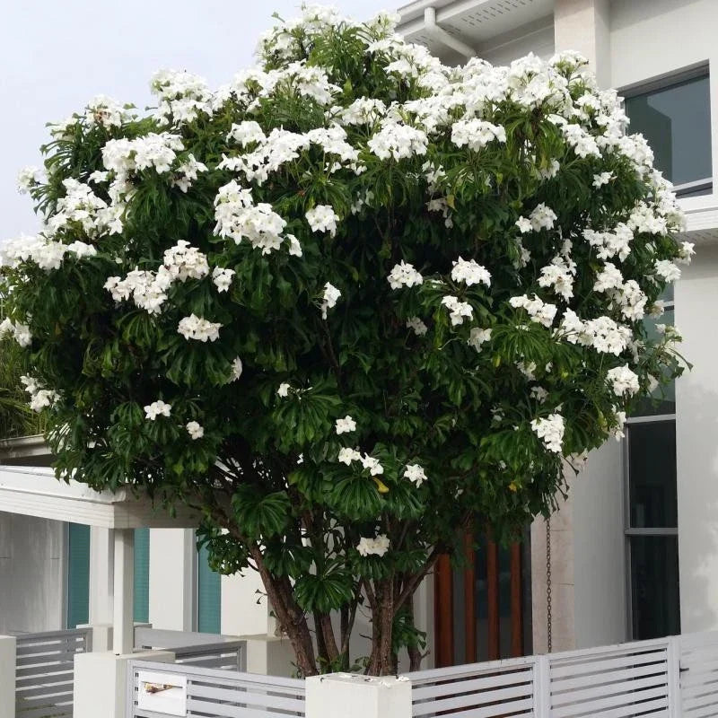 Plumeria Pudica Cuttings - 4-6 Inch Tropical Shrub for Privacy Fencing - Plumeria pudica, White Flowering, Easy Care