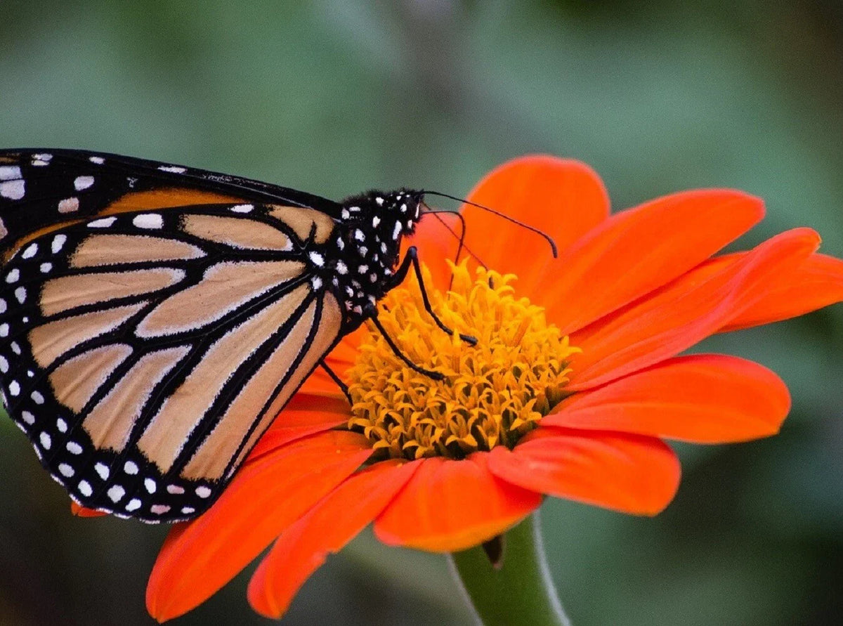Sunflower Seeds Pack of 50 - Large Orange Blooms, Drought-Tolerant Mexican Torch (Helianthus annuus) for Vibrant Gardens