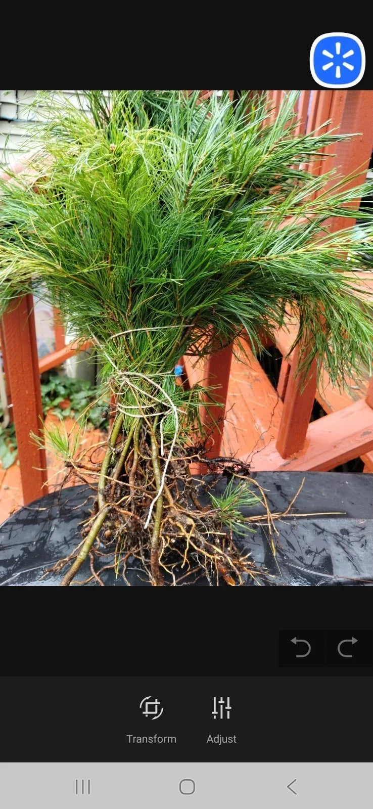Eastern White Pine Seedlings - Bare Root (100) 6-16 Inches - Pinus strobus - Maine Grown, Fast-Growing Trees for Reforestation
