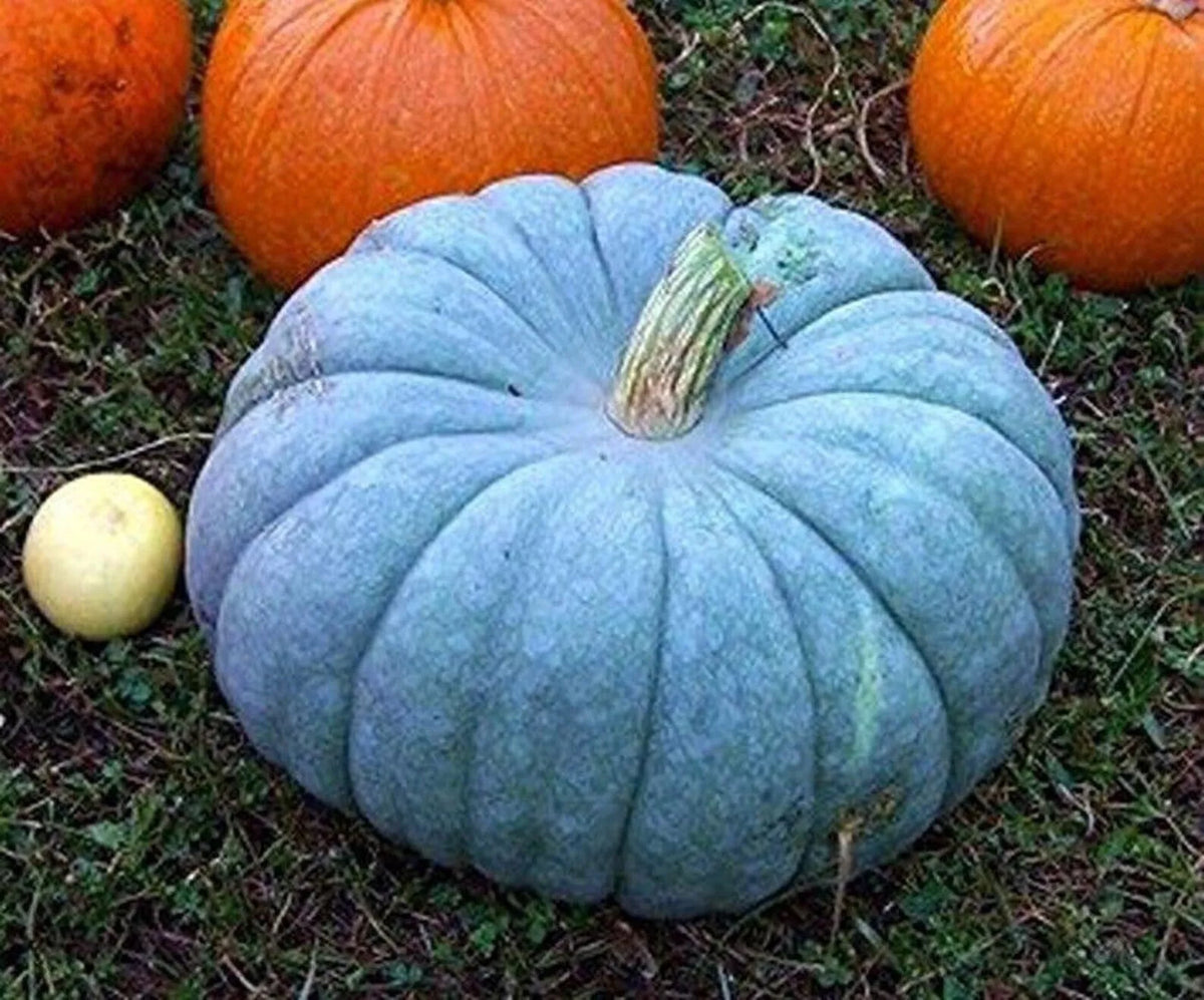 Blue Pumpkin Squash Seeds - 30+ Seeds - Blue Moon Variety - Cucurbita maxima - Unique Blue-Grey Skin for Decor & Cooking