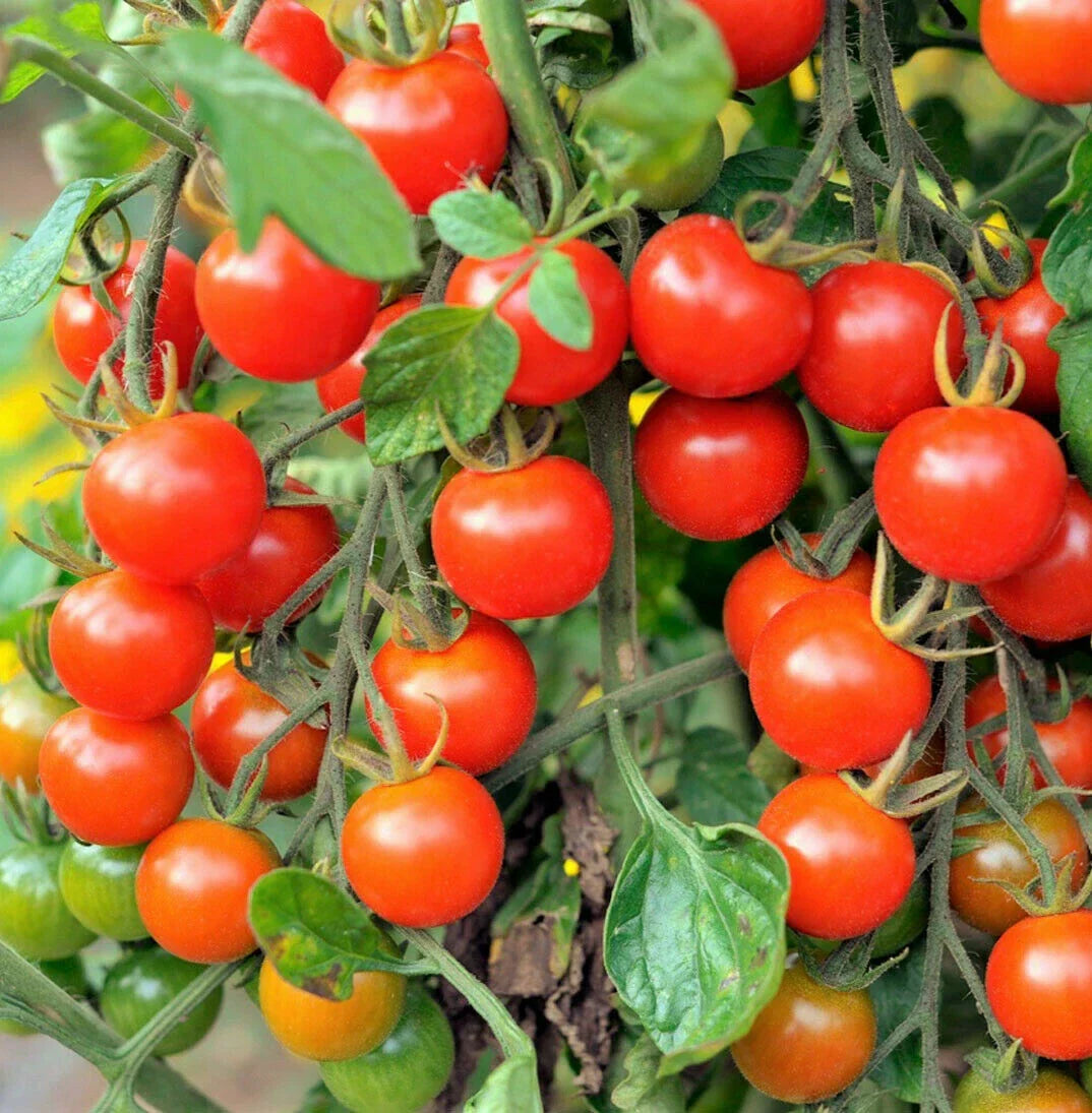 Large Red Cherry Tomato Seeds | Heirloom Organic Variety | Solanum lycopersicum | 25 Seeds for Home Gardening