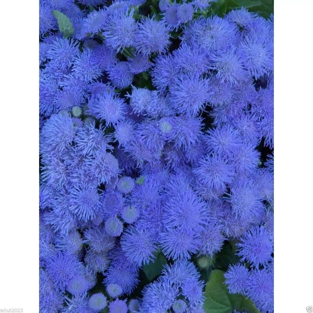 Flossflower Seeds - Blue Mink - Garden Ageratum - Ageratum Mexicanum - Pollinator Friendly, Low Maintenance, Deer Resistant