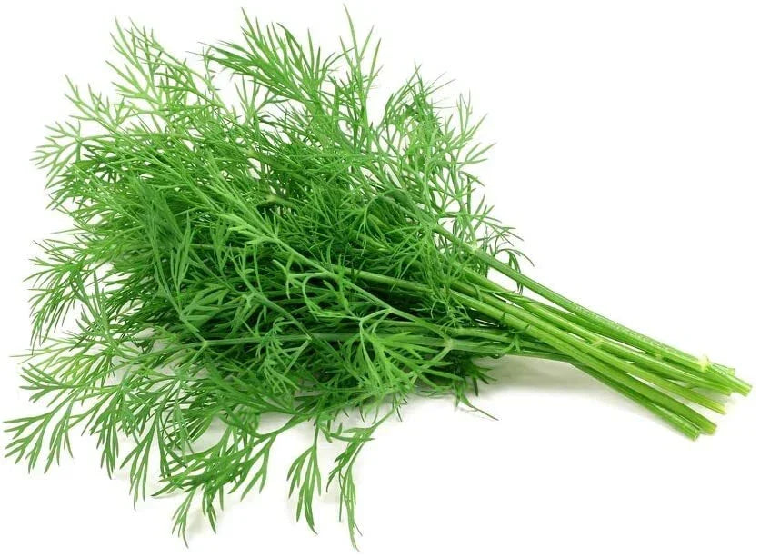 Dill Seeds 200 Count - Culinary Herb Anethum graveolens - Easy to Grow Fresh Dill for Home Gardening and Cooking