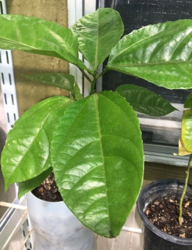 Giant Granadilla Plant Starter - Rare Passionfruit Flower - Passiflora Edulis - Tropical Fruit Garden Addition