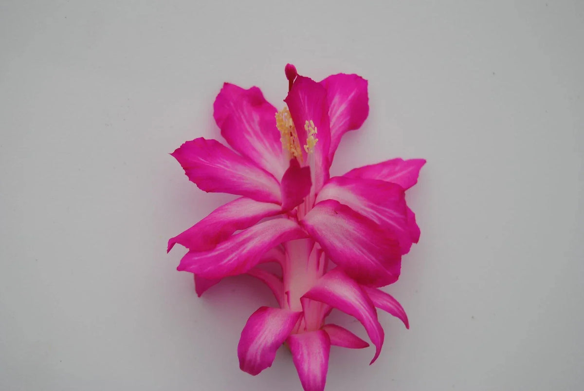Christmas Cactus Starter Plant - Rossmore Harry Variety - Schlumbergera Truncata - Healthy Well Rooted for Easy Growth