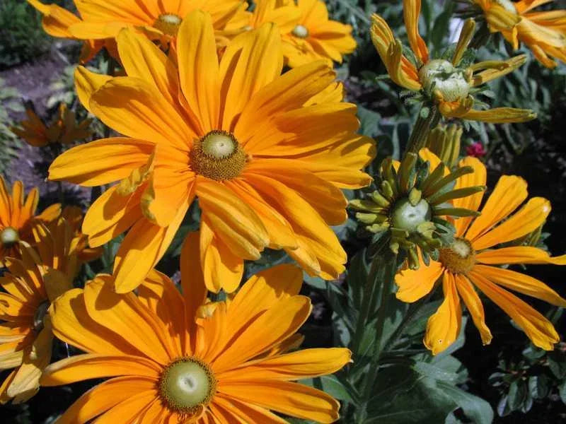 Rudbeckia Seeds - 100 Count Irish Spring Black-Eyed Susan - Long Vase Life Cut Flowers, Rudbeckia hirta