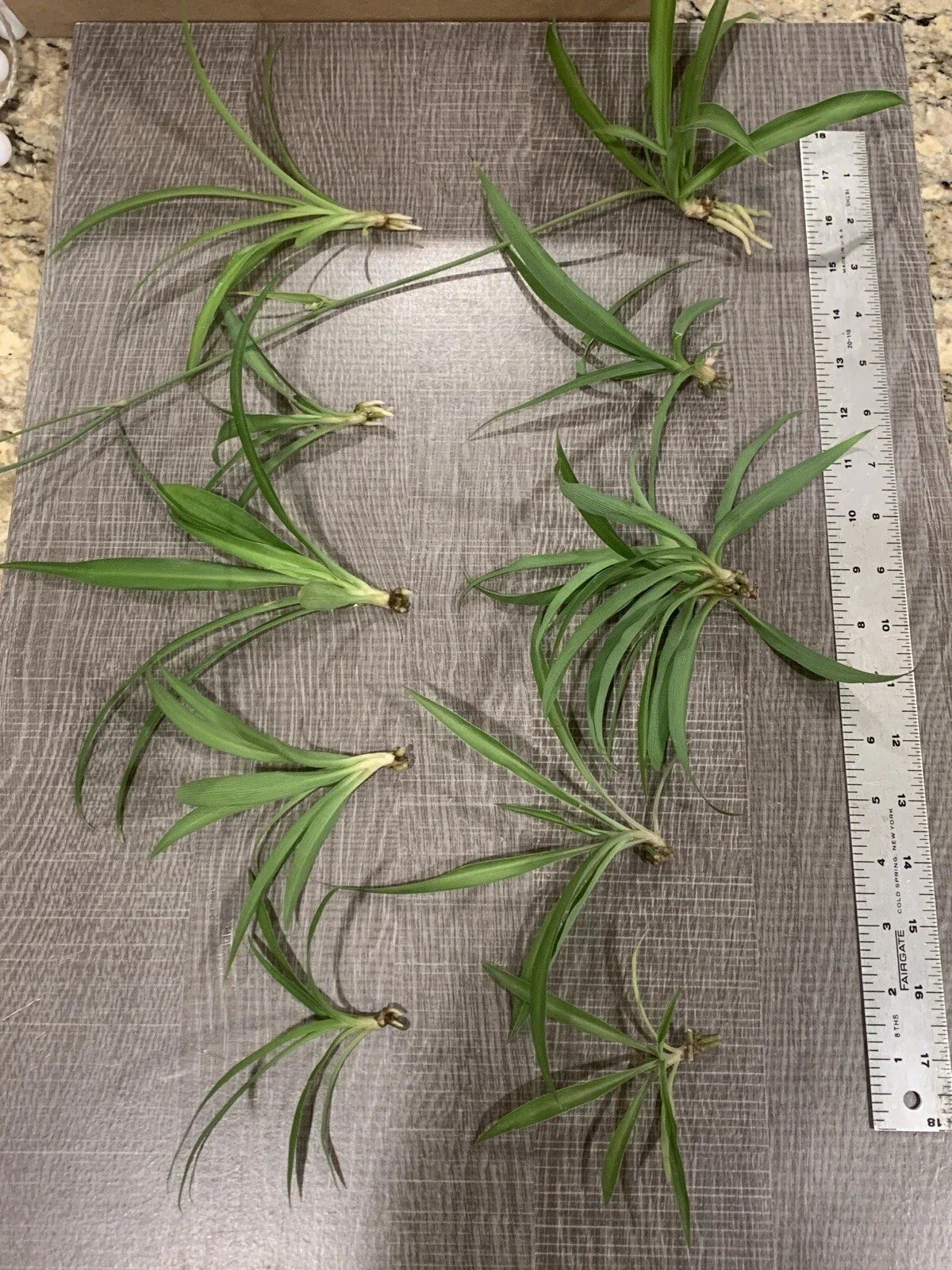 Spider Plant Starter Pack - 10 Ready-to-Root Indoor Air Purifiers - Chlorophytum comosum - Easy Care Green Foliage